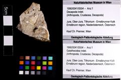 Foto (Objket + Etiketten) von Galatheoidea indet. 